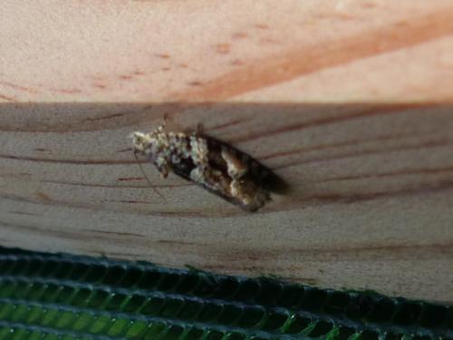 Réf. 310 631 : Eudemis sp.